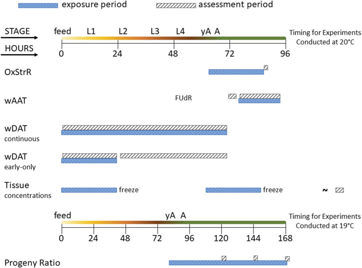 Diagram of experimental exposure and assessment periods. The time course of C. elegans life stages is shown from the first feeding after hatching (feed) through the four larval stages (L1–L4), young adult (yA, defined as producing oocytes but not yet having fertilized eggs in the uterus), and adult (A, at least one internal fertilized egg) stages. The oxidative stress response (OxStrR) was assessed using CL2166 C. elegans exposed for 24 h from the young adult stage, followed by assessment of fluorescence (a measure of gene expression) and time-of-flight (TOF, a measure of size). The worm Adult Activity Test (wAAT) assessed contraceptive (FUdR)-exposed adult wild-type C. elegans for spontaneous locomotor activity changes. The wAAT assay included a 2-h baseline acquisition prior to exposure, followed by exposure and tracking for 18 h. The worm Development and Activity Test (wDAT) tracked the timing and spontaneous locomotor activity of wild-type C. elegans. For continuous wDAT exposure, synchronous cohorts are exposed within 30 min of first feeding through to the adult stage. For early-only wDAT exposures, cohorts were exposed for the first 24 h following the first feeding, then washed, re-fed, and put back into the tracker for assessment through to the adult stage. For whole-worm tissue concentration assessments, 24 h exposures were begun either at first feeding or at the yA stage, using wild-type C. elegans. After exposure, worms were washed, homogenized, extracted, and frozen for later (∼) analysis. The developmental timing of C. elegans depends on temperature. Progeny ratio experiments were conducted using PD4251 C. elegans incubated at 19°C so that all experimental steps could be accomplished during the daytime. Progeny ratio exposures were continuous, beginning from the young adult stage, and replicate plates were used for analyses on days 2, 3, and 4 post-dosing.