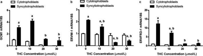 Transcriptional markers of syncytialization and biochemical differentiation are significantly suppressed by THC. Summary histograms of relative GCM1 (a), ERVW‐1 (b), and ERVFRD‐1 (c) transcript expression in each treatment group normalized to 18S, then compared to the gene in the vehicle control. Significant differences were determined by a two‐way ANOVA, followed by a Bonferroni post hoc test. Data are presented as means ± SEM (n = 3). Different letters denote significant differences compared to the cytotrophoblast (a) or syncytiotrophoblasts (b) vehicle controls. p < .05 (a); p < .01 (b); p < .001 (c)