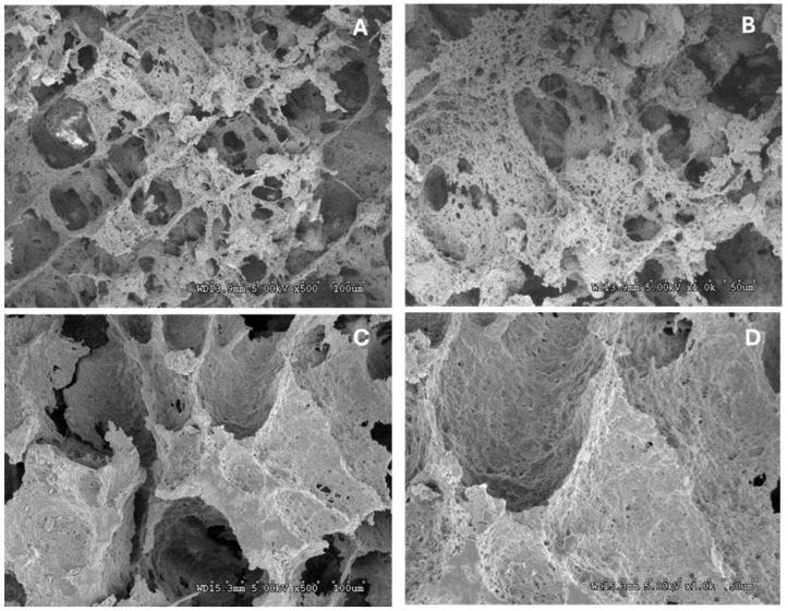 Scanning electron microscopy (SEM) images for NADES-extracted hemp protein isolate (N-HPI) at (A) ×500 and (B) 1000× magnification, and for reference pH-extracted hemp protein isolate (R-HPI) at (C) ×500 and (D) 1000× magnification.