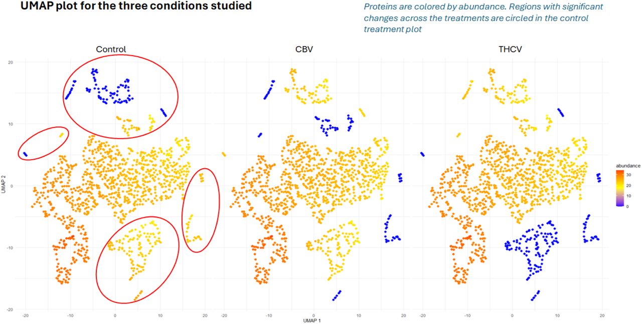 UMAP visualization of protein abundance across treatment conditions. Each point represents a protein, colored by abundance (purple = low, yellow = high). UMAP projections reveal distinct clustering patterns in control, CBV-, and THCV-treated samples. Red circles highlight regions in the control condition where protein abundance patterns are significantly altered in response to CBV or THCV exposure. The loss or redistribution of these clusters in treated groups suggests compound-specific proteomic remodeling, consistent with the sustained effects of CBV and the transient, targeted activity of THCV.