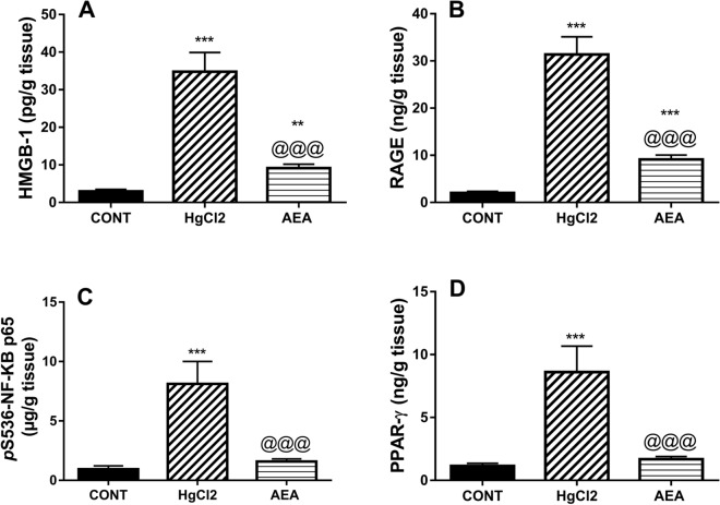 Effect of AEA on renal contents of (A) HMGB-1, (B) RAGE, (C) pS536-NF-κB p65, and (D) PPAR-γ in HgCl2-induced AKI in rats. Data are expressed as the mean of 6 rats ± SD. **P < 0.01 and ***P < 0.001 compared with CONT and @@@P < 0.001 compared with HgCl2 groups using one-way ANOVA followed by Tukey's Multiple Comparison post hoc test. AEA anandamide, AKI acute kidney injury, CONT control, HgCl2 mercuric chloride, HMGB-1 high mobility group box, pS536-NF-κB p65 nuclear factor-κB p65 phosphorylated at serine 536, PPAR-γ peroxisome proliferator-activated receptor gamma, RAGE receptor for advanced glycation end products.