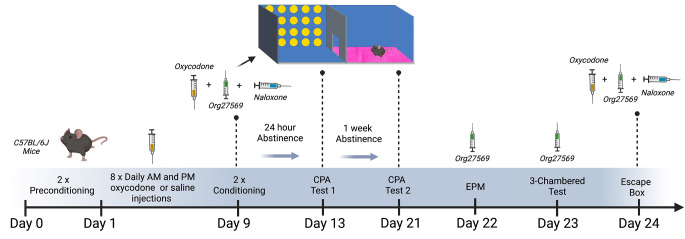 Experimental timeline for acute Org27569 (3 mg/kg) for the treatment of CPA to opioid withdrawal, anxiety like behaviour, social approach, social novelty and escape behaviour. Mice received escalating doses of oxycodone (9–33 mg/kg IP) or saline, twice daily, for 9 days. On day 9 mice received a final dose of oxycodone (33 mg/kg) or saline in the morning. Mice then underwent two rounds of conditioning consisting of a 33 mg/kg oxycodone injection followed by administration of 0.6 mg/kg naloxone or saline injected on alternating days from day 10 to day 12. Mice were then tested for time spent in the withdrawal paired versus saine paired chamber, 24 h into abstinence and 1 week into abstinence on days 13 and 21 respectively. On day 22, mice were treated with 3 mg/kg of Org27569 10 min prior to testing anxiety like behaviour in the EPM. On day 23, mice were treated with 3 mg/kg of Org27569 10 min prior to testing sociability and 15 min prior to testing social novelty in the 3 chambered social approach test. Mice received an injection of 33.3 mg/kg of oxycodone on the evening of day 23. On day 24, mice received an injection of 33.3 mg/kg oxycodone IP followed by 0.6 mg/kg Naloxone IP 2 h later and were then immediately placed in the escape box. Mice received either 0 or 3 mg/kg of Org27569 IP, 10 min prior to naloxone