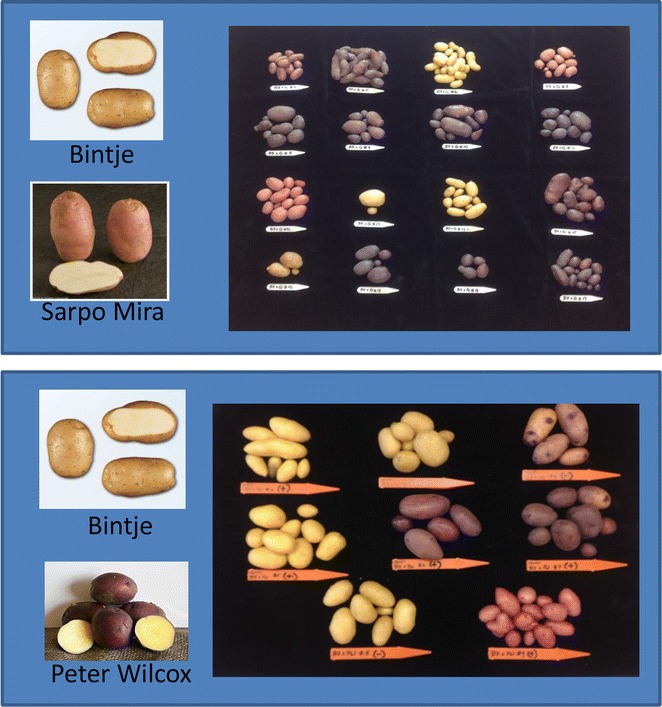 Cross between CBD 1 transgenic Bintje B7 and cultivar Sarpo Mira resulted in progeny with a wide range of tuber colors, suggesting complementation of an anthocyanin pathway. Cross between CBD 1 transgenic Bintje B7 and cultivar Peter Wilcox resulted in a range of tuber shapes and colors, representing potential for development of Bintje