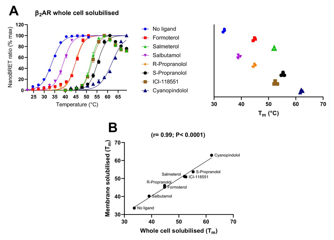 tsNluc β2AR thermoBRET measurements in 0.1% DDM following solubilisation from whole cells.ThermoBRET thermostability curves and pooled Tm measurements for tsNluc-β2AR solubilised in DDM in the presence/absence of (A) agonist ligands and antagonist ligands. The magnitude of shifts is shown on the panel on the right (B) shows the correlation between Tm’s determined following solubilisation of the β2AR from HEK293TR membranes or whole cells. (A) and (B) show pooled normalised data showing mean ± standard deviation for the number of experimental replicates evident in the far-right graph (n≥3), pooled normalised data from 3 or more independent experiments.
