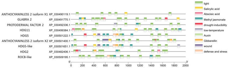 Cis-regulatory elements present in the promoters of cannabis HDZ IV genes.