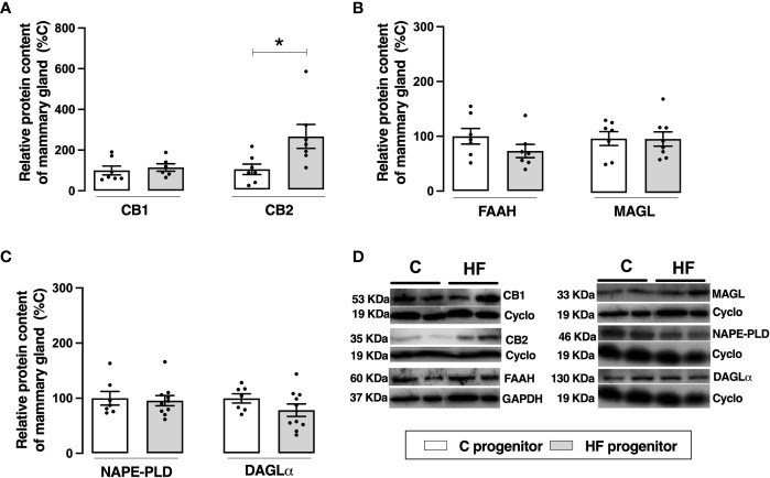 Effect of high-fat (HF) diet on the endocannabinoid system in the mammary gland of rat progenitors. (A) Type-1 cannabinoid receptor (CB1) and type-2 cannabinoid receptor (CB2) protein content; (B) fatty acid amide hydrolase (FAAH) and monoacylglycerol lipase (MAGL) protein content; (C) N-acyl phosphatidylethanolamine phospholipase D (NAPE-PLD) and diacylglycerol lipase (DAGL) protein content of mammary gland of control (C) and HF progenitors. (D) representative blots are shown. Data are expressed as percentage of control group (set at 100%) ± standard deviation. Statistically significant differences were determined by unpaired Student’s t test. *p < 0.05.