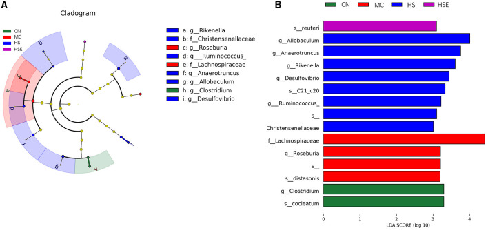 Differential classification of microorganisms in mice treated with hemp seeds for constipation. (A) Linear discriminant analysis effect size (LEfSe), and (B) Linear discriminant analysis (LDA). Data are provided as mean ± SEM (n = 6).