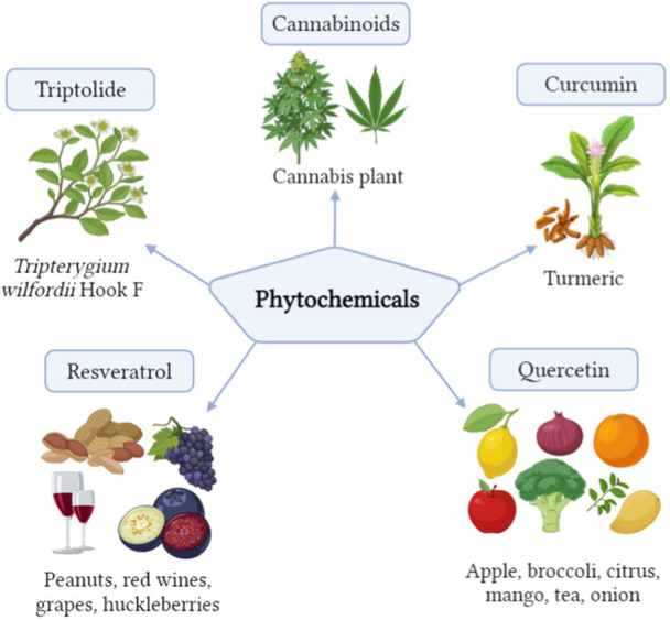 Source of phytochemicals.