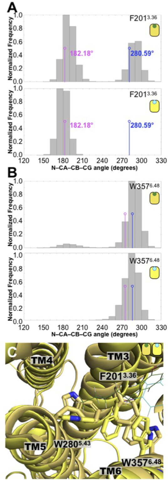 Conformation changes in the toggle switch F2013.36 and W3576.48 residues displayed different distributions in the CBD/CB1 and AM251/CB1 complexes. (A) Distributions of the N-CA-CB-CD dihedral angle of the F2013.36 residue in the CBD/CB1 and AM231/CB1 complexes. The values indicated in magenta correspond to the antagonist-bound CB1 structure (5TGZ.pdb) while those colored in blue correspond to the agonist-bound CB1 structure (5XRA.pdb). As seen here, only the CBD complex explored conformations of the twin toggle switch associated with the agonist-bound CB1 structure. (B) Distributions of the N-CA-CB-CD dihedral angle of the W3576.48 residue in the CBD/CB1 and AM231/CB1 complexes. Together these two residues are known as the twin toggle switch. (C) Superimposed final structures of the CBD/CB1 and AM251/CB1 complexes. The different rotameric states of the F2393.36, W3576.48, and W2805.43 residues in the two CB1 complexes are shown. As indicated in the main text and in Figure 6, the alkyl tail of CBD directly contacts the bulky side chain of residue W2805.43.