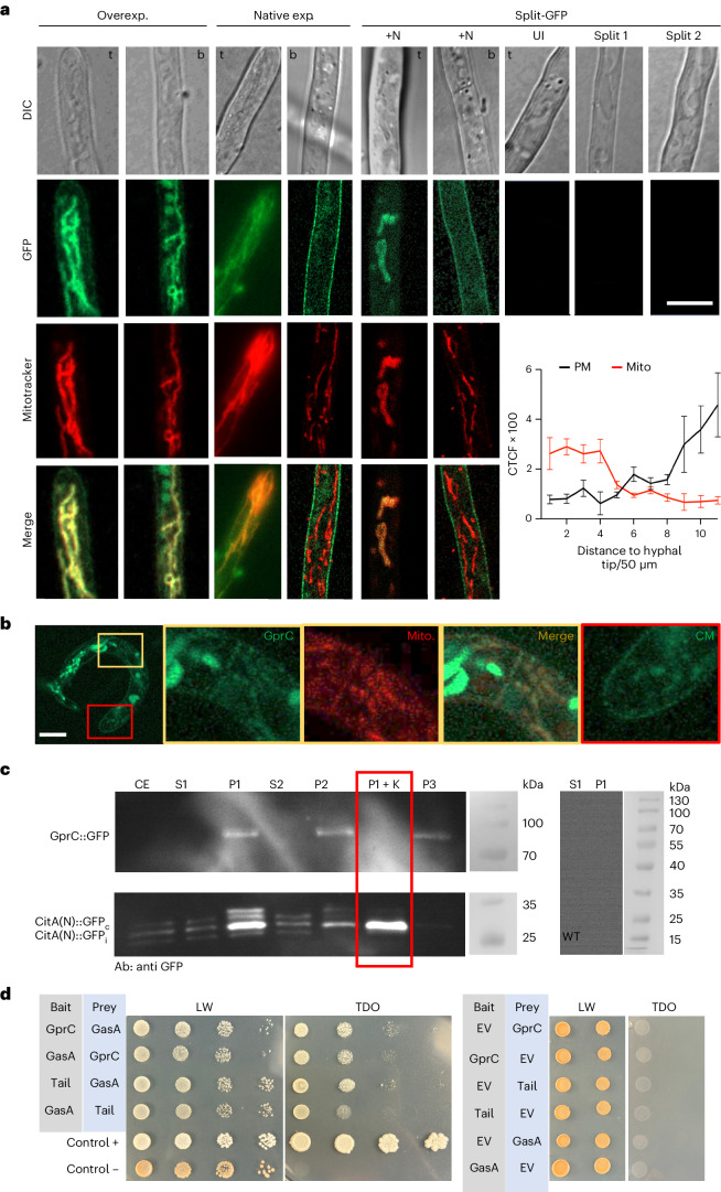 GprC and GasA reside and interact in the cytoplasmic membrane and in mitochondria.a, Left: localization of GprC after overexpression (Overexp.) or with native expression (Native exp.). Mitochondria were stained with mitotracker. Left pictures show hyphal tips (t) and right pictures areas away from the tip (b). Right: visualization of GprC–GasA interaction. gprC and gasA were expressed from their own promoters. The left pictures show a hyphal tip (t) and the hypha further back (b) after induction with nematodes (+N). The right pictures show uninduced hyphae (UI) or control hyphae with only one of the constructs expressed (Split 1 and Split 2). Scale bar, 5 µm. Bottom right: quantification of GprC-GFP in a hypha from tip to back (550 µm). The hypha was divided into 11 sections and fluorescence quantified at 3 to 7 places in each section. The mean of the values is displayed (mean ± s.d., n = 3–7 biological replicates). b, Localization of GprC-GFP in a trap. The yellow-boxed area shows mitochondrial and the red box cytoplasmic membrane localization. Scale bar, 5 µm. Microscopic images are representative of three independent repeats. c, Cell fractionation of WT, GprC-GFP- and CitA(N)-GFP-expressing strains. Crude extract (CE), supernatants (S1 and 2), pellets (P1, 2 and 3) and the digested pellet 1 by proteinase K (P1 + K) (red box) were analysed with an anti-GFP antibody. Crude extract of WT was used as negative control. Blots are representative of three independent repeats. d, Left: interaction of GprC or the tail of GprC (111 amino acids) with GasA confirmed with Y2H analysis. LW, SD medium without leucine and tryptophan; TDO, triple dropout medium (SD medium without leucine, tryptophan and histidine). Right: single gene controls .Source data