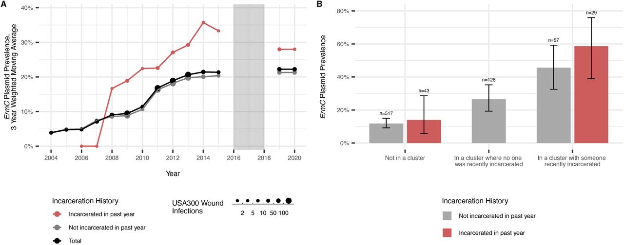 Relationship between incarceration history and ermC in the community.A) Prevalence of ermC in USA300 clinical wound isolates collected by CCH from 2004-2020. Values are smoothed and represent centered 3 year moving averages (or 2-year averages if data from an adjacent year were unavailable) weighted by number of observed infections per year. Note that from 2016-2018 (grey box) only bloodstream infection isolates were collected, so these years are not included in the figure. The red line represents prevalence of ermC in wound infections of those who have been incarcerated in the last year, the grey line represents infections of community members who had not been incarcerated in the last year, and the black line is total prevalence of ermC over time. B) The presence of ermC was determined for all MRSA isolates from CCH from 2011-2014. We observed that isolates in genomic clusters (within 20 SNVs of other isolates) were more likely to have ermC present than isolates not in genomic clusters, and this association was even greater in genomic clusters that included individuals who had been recently incarcerated (in the year prior to MRSA infection). When controlling for type of cluster membership, individual incarceration history (incarcerated in past year: red, not incarcerated in past year: grey) was not an additional predictor of ermC presence. That is, ermC prevalence was similar in those in a cluster with someone who was recently incarcerated whether that individual was recently incarcerated or not. Those who were recently incarcerated but not in a genomic cluster had similarly low prevalence of ermC as unclustered individuals who were not recently incarcerated. Error bars represent the 95% confidence interval for proportions and the numbers above the error bars represent sample size for each group.