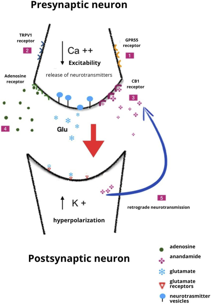 Diagram illustrating synaptic transmission between a presynaptic and postsynaptic neuron. The presynaptic neuron contains various receptors, including TRPV1, GPR55, and CB1. Calcium ions (Ca++) decrease the release of neurotransmitters like glutamate (Glu), leading to postsynaptic hyperpolarization with an increase in potassium ions (K+). Adenosine, anandamide, and retrograde neurotransmission are involved, shown with labeled symbols. The process includes receptors for each molecule at specific sites.