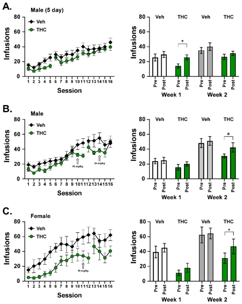 Mean (±SEM) infusions across the first 16 self-administration sessions, and infusions before (Pre) and after (Post) weekend breaks, for groups of A) male rats (N= 17) run 5 days per week and B) male (THC, N=9; Vehicle, N=9) and C) female (THC, N=8; Vehicle, N=7) rats run on sequential days for the first 11 (male) or 12 (female) sessions, followed by a weekend break. The infusions for the weekend break comparison are illustrated in the right panels for Vehicle treated and THC treated subgroups within each cohort. (There was no break between days for Week 1 in panels B and C, see text.) A significant difference from before the weekend break (Pre) is indicated with *.