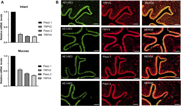 mRNA and protein expression patterns of mechano-sensitive channels in human ureter. (A) Relative mRNA expression of mechano-sensitive channels in intact human proximal ureter or mucosa. Total RNA was extracted from intact proximal ureter or mucosa for RT-qPCR. The primer sets for amplification of the four channels are shown in Table 1. In view of the significantly lower expression of the four channels relative to beta-actin, mRNA expression in each case was determined relative to Piezo1, which showed the highest expression. Summary data are the average values of six experiments. Expression patterns were similar in intact ureter and mucosa. (B) Immunofluorescence labeling showing that TRPV2, TRPV4, Piezo1, and Piezo 2 are mainly expressed on the urothelium of ureter. Urothelial cells were marked with the specific urothelial marker AE1/AE3. The scale bar = 100 μm.