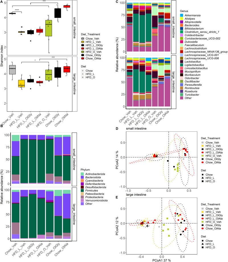 Olive oil diet counteracts the decrease of microbiota diversity observed under HFD-L and displays a distinct microbiota composition at the interface between HFD-L and chow diets.A Shannon alpha diversity displayed for each diet and treatment combined condition. T-test: *p < 0.05, **p < 0.01, ***p < 0.001, ****p < 0.001. P-values were corrected for multiple comparisons using the Bonferoni method. Proportion of bacterial (B) phyla, (C) genera in each diet and treatment combined condition. Only the top 25 genera are shown in the figure. D, E PCoA of bacterial genera based on Jaccard dissimilarity in the small (D) and large (E) intestine. The ellipses were drawn for each Diet-Treatment condition.