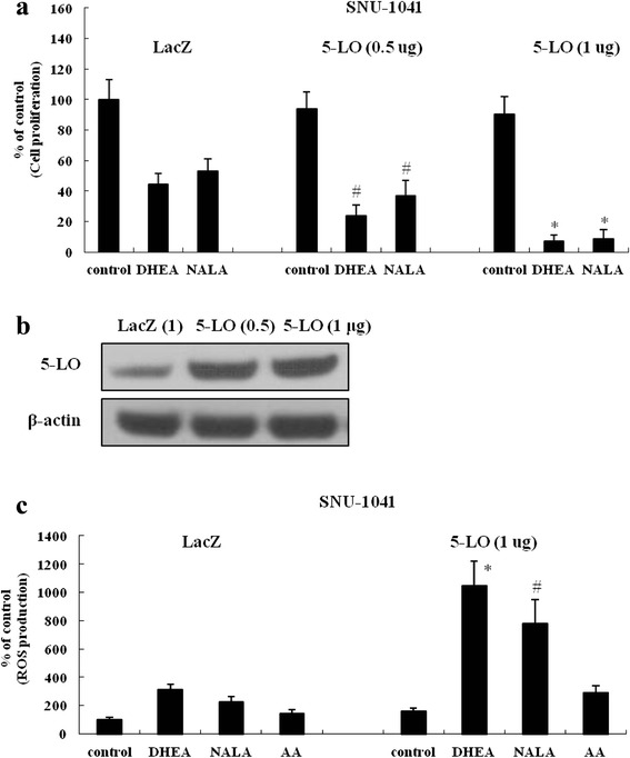 Exogenous transfection of plasmids expressing 5-LO promotes the anti-cancer action of DHEA and NALA in HNSCC cells. a Plasmids (0.5-1 μg) expressing 5-LO were transfected into SNU-1041 (LacZ expressing plasmid was used for controls). Thirty-six hours later cells were treated with DHEA and NALA (10 μM). At additional 48 h, cells were subjected to cell proliferation assay. Results are expressed as a percentage relative to control (% of control). P values were based on comparison with DHEA-treated group and NALA-treated group in LacZ (*P < 0.01, # P < 0.05). b Plasmids (0.5-1 μg) expressing LacZ and 5-LO were transfected into SNU-1041 cells. At 36 h, total cell lysates were prepared, and the expression of 5-LO was determined by western blotting. Data are presented as a representative of 3 separate experiments. c Plasmids (1 μg) expressing 5-LO were transfected into SNU-1041. Thirty-six hours later cells were treated with DHEA, NALA and AA (10 μM). At additional 18 h, cells were subjected to the DCFH2-DA assay to measure the change of ROS level. Results are expressed as a percentage relative to control (% of control). P values were based on comparison with DHEA-treated group and NALA-treated group in LacZ (*P < 0.005, # P < 0.01)