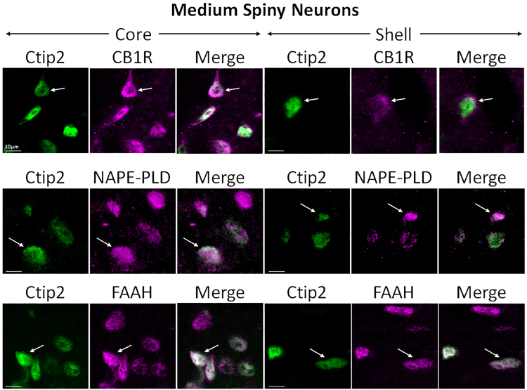 Double-label immunofluorescence illustrating co-localization of CB1R-IR, NAPE-PLD-IR, and FAAH-IR with Ctip2. Confocal micrographs of NAc co-immunolabeled for CB1R, NAPE-PLD, or FAAH (magenta), and Ctip2 (green), a specific marker for MSNs, in core and shell. Arrows point at Ctip2-positive MSNs that express either CB1R, NAPE-PLD, or FAAH. Scale bar = 10 µm.