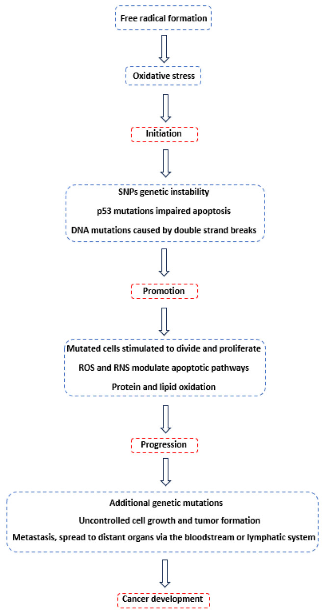 A flow chart summarizing the process of carcinogenesis, which comprises three primary stages: initiation, promotion, and progression. The process begins with free radical formation, advances through genetic mutations and the proliferation of mutated cells, and culminates in tumor formation and metastasis [1,5,9,32,34,44].