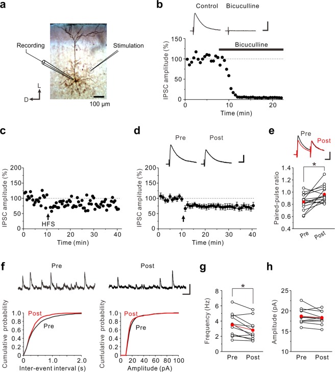 The prolonged HFS induces LTDGABA in the insular cortex. (a) Biocytin-filled layer V pyramidal neuron; schematic illustration of the position of the recording and stimulation electrodes. D, Dorsal; L, lateral. (b) eIPSCs were almost completely abolised by 10 μM bicuculline. The inset shows averages of ten consecutive current traces before (Control) and 10–15 min after application of bicuculline. Scale bar represents 50 pA and 50 ms. (c) An example of LTDGABA induced by the prolonged HFS. The prolonged HFS is indicated by an arrow. (d) Data from 13 neurons are summarized. The insets show averages of ten consecutive current traces before (pre) and 25–30 min after the prolonged HFS (post). The prolonged HFS is indicated by an arrow. Scale bar represents 50 pA and 50 ms. (e) Summary scatter plots of PPF (n = 15). *p < 0.05. The insets show averages of ten consecutive current traces before (pre) and 25–30 min after the prolonged HFS (post). Scale bar represents 50 pA and 50 ms. (f) Top: Representative traces of sIPSCs obtained before and after the prolonged HFS. Left: Cumulative inter-event interval distribution of sEPSCs obtained before and after the prolonged HFS. Right: Cumulative amplitude distribution of sEPSCs obtained before and after the prolonged HFS. Scale bar represents 50 pA and 200 ms. (g) Summary scatter plots of frequency of sIPSCs obtained before and after the prolonged HFS (n = 11). *p < 0.05. (h) Summary scatter plots of amplitude of sIPSCs obtained before and after the prolonged HFS (n = 11).
