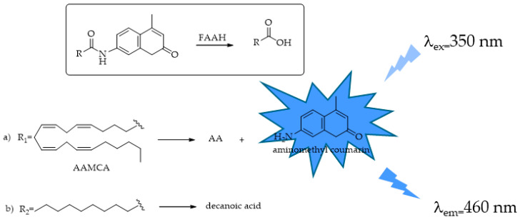 FAAH-responsive fluorescent probe: (a) AAMCA = arachidonyl 7-amino, 4-methyl coumarin amide; (b) decanoyl aminomethyl coumarin. AA = arachidonic acid.