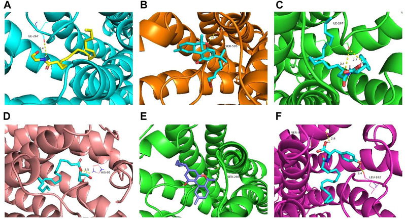 Molecular docking results of key targets (CB1 and CB2) with NITyr. (A) CB1 and AEA. (B) CB1 and AM11542. (C) CB1 and NITyr. (D) CB2 and 2-AG. (E) CB2 and dronabinol. (F) CB2 and NITyr.