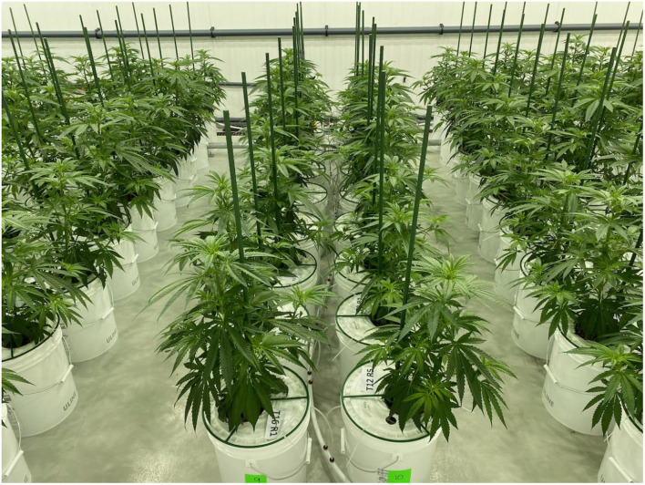 Rows of deep-water culture units containing trial plants at the end of the 3-week vegetative stage.