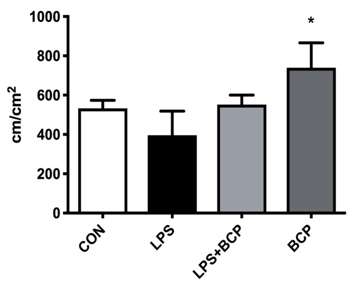 Capillary perfusion quantified through FCD within the bladder microcirculation of female BALB/c mice for the following groups: control (CON; n = 5), LPS-induced IC (LPS; n = 5), IC treated with oral BCP (100 mg/kg, LPS + BCP; n = 5), healthy animals administered oral BCP (100 mg/kg, BCP; n = 5). All groups were pretreated with olive oil gavage, with the treatment groups receiving BCP dissolved in olive oil. Saline and LPS were administered via intravesical instillation. Data presented as mean ± SD. * p < 0.05 vs. LPS.