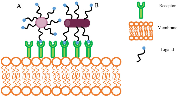 Graphical representation shows a comparison of nanocarrier shape and ligand-binding capability. (A) Represents a spherical shape nanocarrier. (B) Represents rod-shaped nanocarrier. The differently shaped nanoparticles have different active fractional area which presents variability in binding avidity [291].