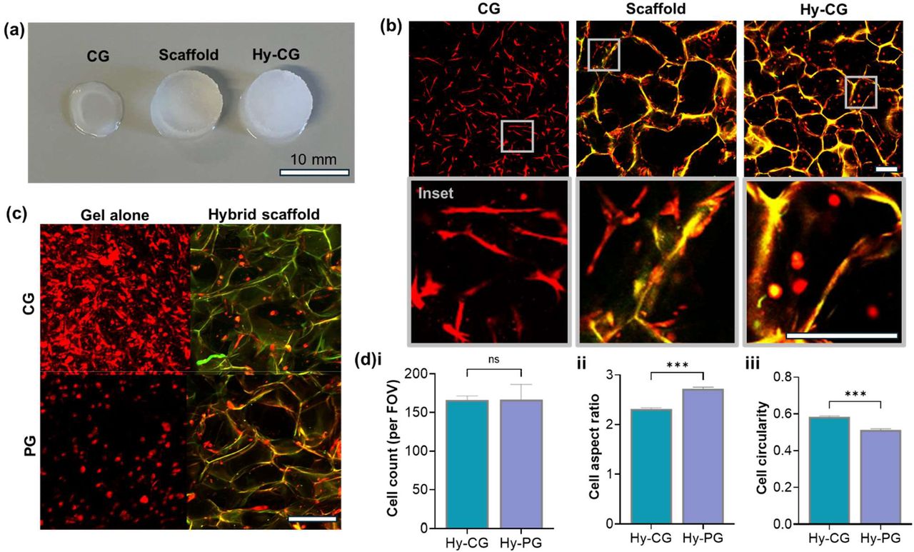 Fibroblast elongation is dependent upon hybrid scaffold composition.(a) Images demonstrating visible contraction of collagen gel (CG) relative to scaffold and hybrid scaffold Hy-CG after 2 days culture with human dermal fibroblasts (HDF); (b) Two photon images of HDF within each material, demonstrating elongation in CG and scaffold alone but a rounded morphology in Hy-CG; (c) Two photon images of HDF after 3 days culture in collagen gel or peptide gel (PG) alone, and corresponding hybrid scaffolds; (d) quantification from n=3 biological replicates shows that (i) cell count is unchanged, (ii) cell aspect ratio is significantly higher in Hy-PG, corresponding to (iii) significantly lower cell circularity, ***p<0.001 All scale bars are 200 µm unless indicated.