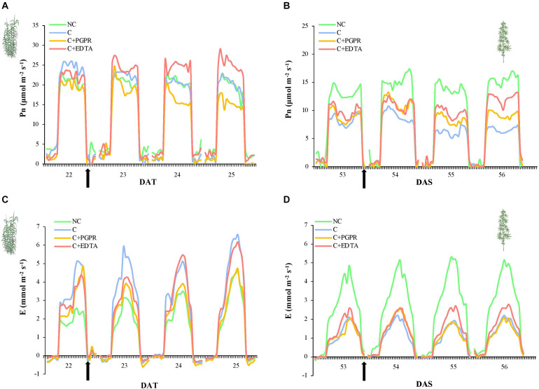 Whole-canopy net photosynthetic rate (Pn, μmol m–2 s–1) and transpiration rate (E, mmol m–2 s–1) of giant reed (A) and hemp (B) as affected by PGRP and EDTA application (black arrows). DAT, day after transplanting.