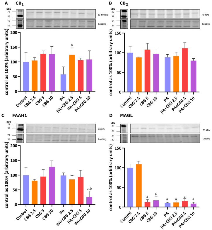 The levels of cannabinoid receptor 1—CB1 (A), cannabinoid receptor 2—CB2 (B), fatty-acid amide hydrolase 1—FAAH1 (C), and monoacylglycerol lipase—MAGL (D) in H9c2 cardiomyocytes after 18 h incubation with palmitate (PA; 300 μM) and/or cannabigerol (CBG; 10 μM). The data are expressed as mean values ± SD and are based on three independent determinations in each group; a p < 0.05 indicates a significant difference: the control group in comparison to the examined group; b p < 0.05 indicates a significant difference: the PA group in comparison to the examined group.