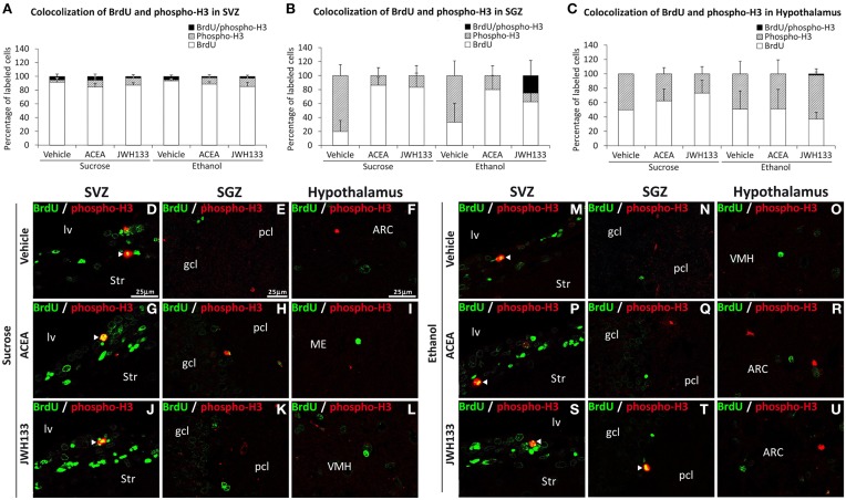 Quantification of the proportion of cells labeled with BrdU that expressed phospho-H3 in the SVZ (A), SGZ (B), and hypothalamus (C) of vehicle, ACEA and JWH133-treated rats fed with sucrose and ethanol diets. Bars represent the percentage of labeled cells in each experimental group. (D–U) BrdU and phospho-H3 co-expression in the rat brain. High-resolution confocal laser scanning photomicrographs showing the labeling of BrdU (green) and phospho-H3 (red) in the SVZ, SGZ, and hypothalamus of vehicle, ACEA and JWH133-treated rats fed with sucrose (left panel) and ethanol (right panel) diets. The arrowheads indicate co-expression. Scale bars are included in the left-upper images.