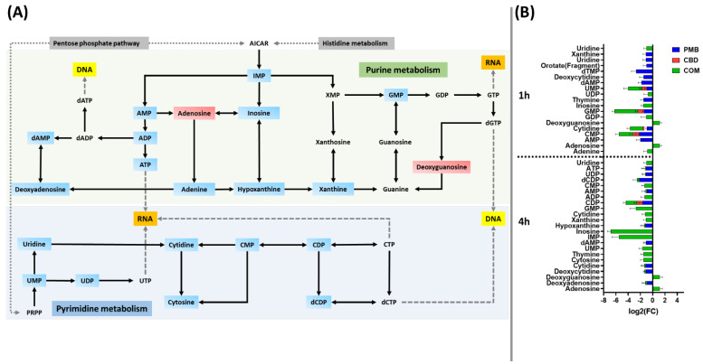 (A) Graph showing the impacted pyrimidine and purine metabolism for A. baumannii ATCC 19606 after 4 h treatment with polymyxin B (PMB), cannabidiol (CBD) and their combination (COM). (B) Bar charts for the significantly impacted metabolites of pyrimidine and purine metabolism after treatment with polymyxin B (PMB) or cannabidiol (CBD) monotherapy and their combination (COM) at 1 and 4 h (≥0.59-log2-fold, p ≤ 0.05). Blue rectangles: significantly inhibited metabolites; Red rectangles: Significantly increased metabolites.