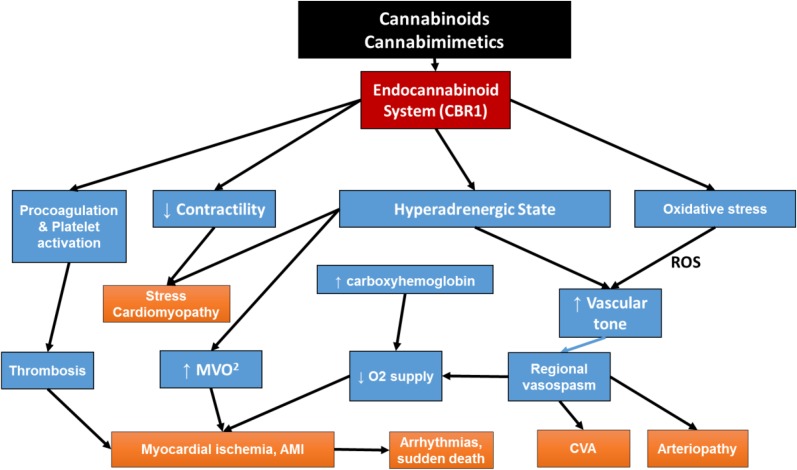 Flow diagram demonstrating pathophysiologic pathways to common major adverse cardiovascular events reported in users of cannabis and related chemicals. Although non-receptor and non-endocannabinoid receptor-mediated pathways have been identified, most pathologic effects of cannabis are mediated through CBR1. Autonomic nervous system is a major contributor to the pathogenesis of most complications while oxidative stress, hypercoagulability and increased platelet aggregation potentiate such effects. CBR1 activation also has a direct negative inotropic effect on cardiomyocytes and together with catecholamine surge may precipitate stress cardiomyopathy. For those individuals who use cannabis by smoking, elevation of blood carboxyhemoglobin levels may contribute to reduction in oxygen supply to vital organs including the heart. AMI acute myocardial infarction; CBR1 cannabinoid receptor 1, CVA cerebrovascular accident, MVO 2 myocardial oxygen consumption (demand), O 2 oxygen, ROS reactive oxygen species