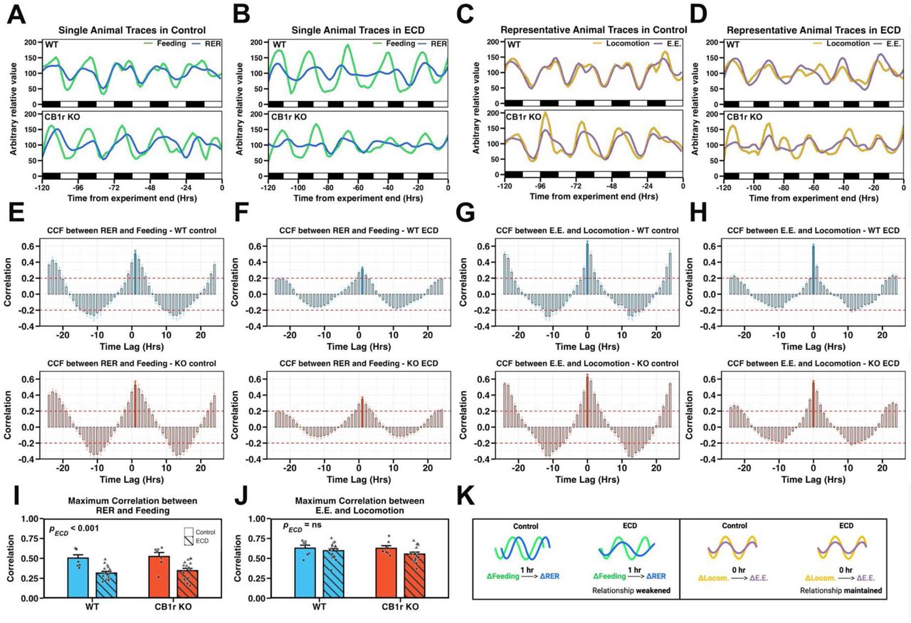 ECD disrupts temporal coordination between feeding and RER independent of CB1r signalingA – D: The final 120hr of experimental feeding and RER (A and B; green and blue lines, respectively) or locomotion and energy expenditure (C and D; orange and purple lines, respectively) of representative WT and KO (upper and lower panels, respectively) male mice in Control and ECD conditions.E – H: Analysis of temporal correlation between RER and feeding (E, F) or energy expenditure and locomotion (G, H) in Control and ECD conditions. Time lag, plotted on the x-axis, is the time, in hours, that a change in variable X (RER or energy expenditure) lags a change in variable Y (feeding or locomotion). Maximum correlations are indicated by solid bars. nControl = 7/genotype, nECD = 16/genotype.I and J: Maximum correlation values between RER and feeding (I; pInt = 0.886, ; pECD < 0.001) and energy expenditure and locomotion (J; pInt = 0.525, ; pECD = 0.103) for all animals in Control and ECD conditions. Maximum correlation between RER and feeding occurred at time lag = 1, while maximum correlation between E.E. and locomotion occurred at time lag = 0. nControl = 7/genotype, nECD = 16/genotype.K: Diagram summarizing our finding that ECD weakens the maximum correlation between RER and feeding but does not alter the maximum correlation between energy expenditure and locomotion.Stats: Bar plots are expressed as mean +/- standard error of the mean. (I, J) Effect of genotype, experimental condition, and their interaction was assessed using a two-way ANOVA.