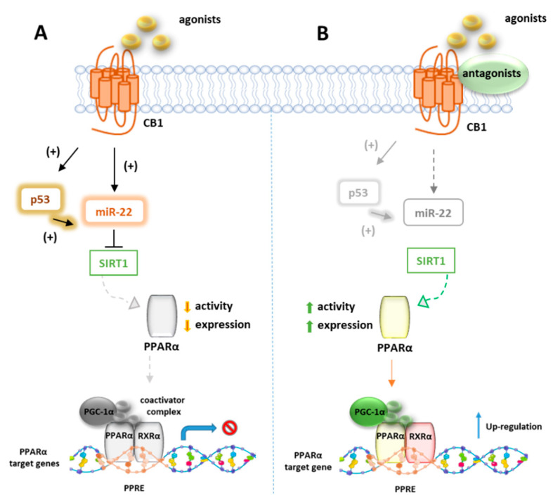 Representative mechanism of PPARα gene regulation by CB1 receptors. (A) In absence of CB1 ligands, p53 and miRNA22 suppress the activity of SIRT1 which positively regulates PPARα. (B) In presence of CB1 agonists, p53 and miRNA22 are inhibited and SIRT1 activates PPARα which forms a heterodimer with RXR, to bind PPRE elements of target genes.