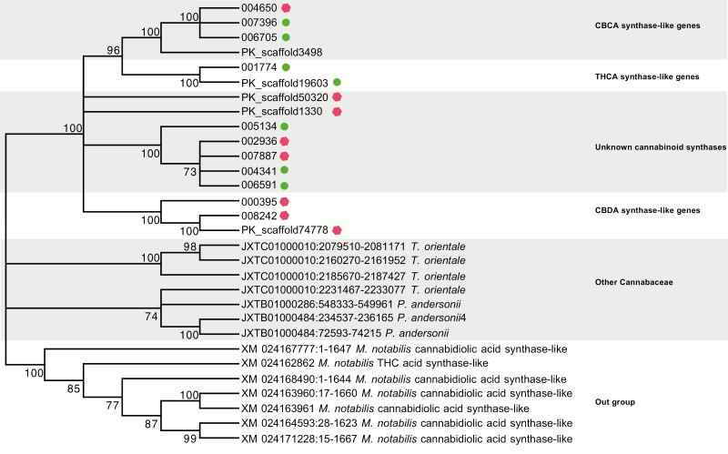 Maximum likelihood (ML) gene tree with paralogs from the CBDA/THCA synthase family. Relationship between 16 paralogs (11 from the PBBK assembly (prefix ‘00’) and five from the PK assembly (prefix ‘PK_scaffold’)). Green circles indicate full-length reading frames, red hexagons indicate truncated reading frames with homology to reference proteins extending beyond stop codons located within them. Paralogs are indicated to be CBDAS-like, THCAS-like or CBCAS-like. Many of the homologs have unknown function. Also included are two other species from the family Cannabaceae, Parasponia andersonii and Trema orientale with three and four sequences, respectively. The outgroup are sequences from the closely related species from the family Moraceae Morus notabilis. The numbers in the branches indicate the percent of 500 bootstraps that supported this topology. NCBI accession numbers for each of the proteins listed in the tree. All nucleotide data found on the Dryad repository (https://datadryad.org/stash/share/MsyF2os_zaKN6d9uoDLroX7O0RrW8kT8sPzep7WffLU).