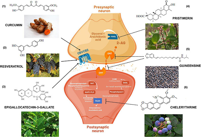 Cannabimimetic activity of bioactive substances obtained in foods and medicinal plants that if included in the diet could indirectly exert immunomodulatory and beneficial effects to the health. (1) turmeric root; (2) grapes; (3) green tea; (4) Maytenus senegalensis (Lam.) fruit and roots; (5) black peppers; and (6) blueberries. Arrows indicate activation of CB1 and/or CB2 receptors. Dashed arrows indicate inhibition of endocannabinoid transporters (EMT) or enzymatic metabolism via FAAH (Fatty acid amide hydrolase) or MAGL (Monoacylglycerol lipase). DAGL: Diacylglycerol lipase; NAPE-PLD: N-acyl phosphatidylethanolamine phospholipase D; NAT: N-acetyltransferase; 2-AG: 2-Arachidonoylglycerol.