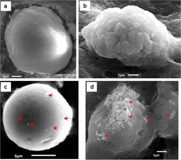 Scanning Electron Micrographs of normal hemocytes (a,b) compared with their counterparts 24 h post ZnO NP treatment (c,d). The Prohemocytes (a) and the Plasmatocytes (b) are representatives of the nonphagocytic and phagocytic cell types, respectively. Nonphagocytic hemocytes possibly take NPs through general diffusion across the plasma membrane and are thus involved in limited trafficking (c); whereas, the phagocytic cells seem to be involved in the selective/regulated uptake of aggregated NPs (d). Red arrows indicate the nanoparticles.