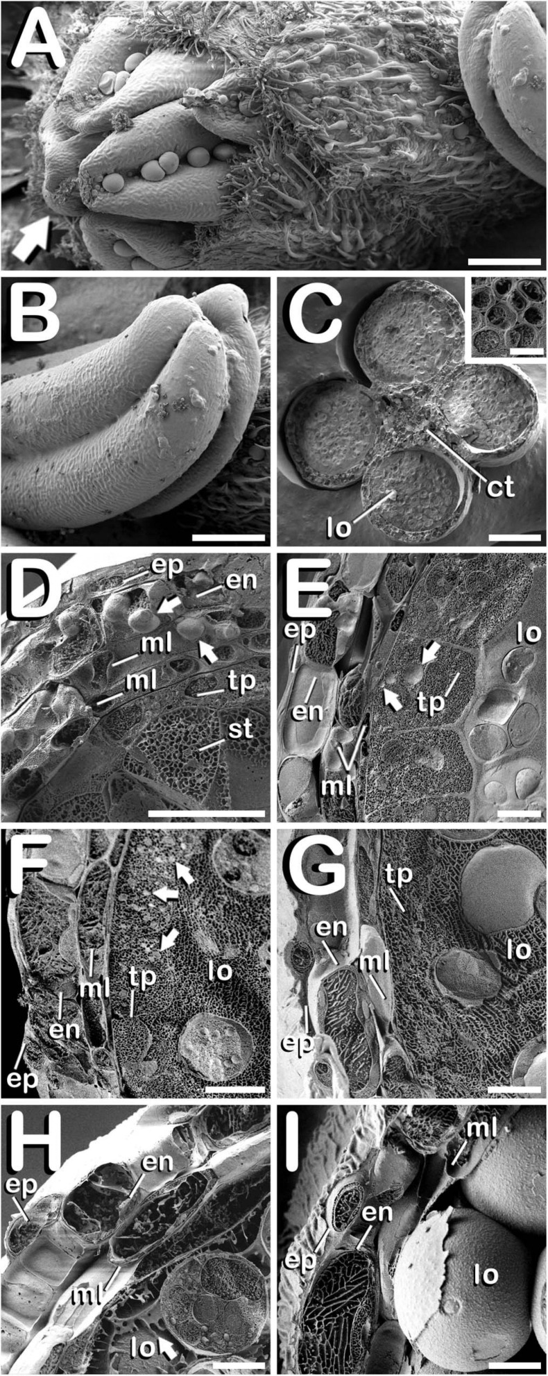 Cryo-SEM images showing anther wall development in C. sativa. The different developmental stages are described as follows: (A) Staminate flower with its five anthers being visible: arrow points to the anthers. (B) Anther excised from a male bud. (C) Cross-section of an anther after freeze-fracture showing four microsporangia and vascular bundles from connective tissue (inset in Figure 5C). (D) Microspore mother cell stage: arrows point plastids in endothecium and outer middle layer. (E) Tetrad stage: arrows point orbicules embedded in tapetum layer. (F) Young and mid microspore stage: arrows point orbicules embedded in tapetum layer. (G) Vacuolate microspore stage. (H) Young bi-cellular pollen stage: arrow points to tapetum sticky remnants covering the pollen grain surface. (I) Mature pollen stage. Scale bars (A,B): 200 μm. Scale bars (C): 100 μm. Scale bar (inset in C): 5 μm. Scale bars (D–I): 10 μm. lo, locule; ct, connective tissue; ep, epidermis; en, endothecium; ml, middle layer; tp, tapetum; st, sporogenous tissue.