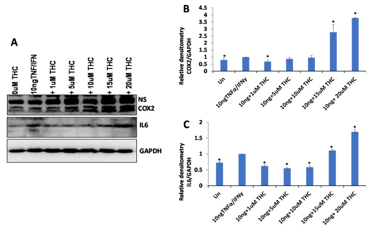 The effect of various concentrations of THC on the expression of COX2 and IL6 in WI38 cells treated with 10 ng/mL TNF-α/IFN-γ. (A)—Western blot image of COX2, IL6 and GAPDH in response to DMSO, 10 ng/mL TNF-α/IFN-γ, or TNF-α/IFN-γ together with different concentrations of THC. ImageJ calculated the densitometry of COX2 (B) and IL6 (C) relative to GAPDH, calculated from 3 independent measurements, shown as averages with SE. Asterisks show significant difference from TNF-α/IFN-γ treatment (p < 0.05).