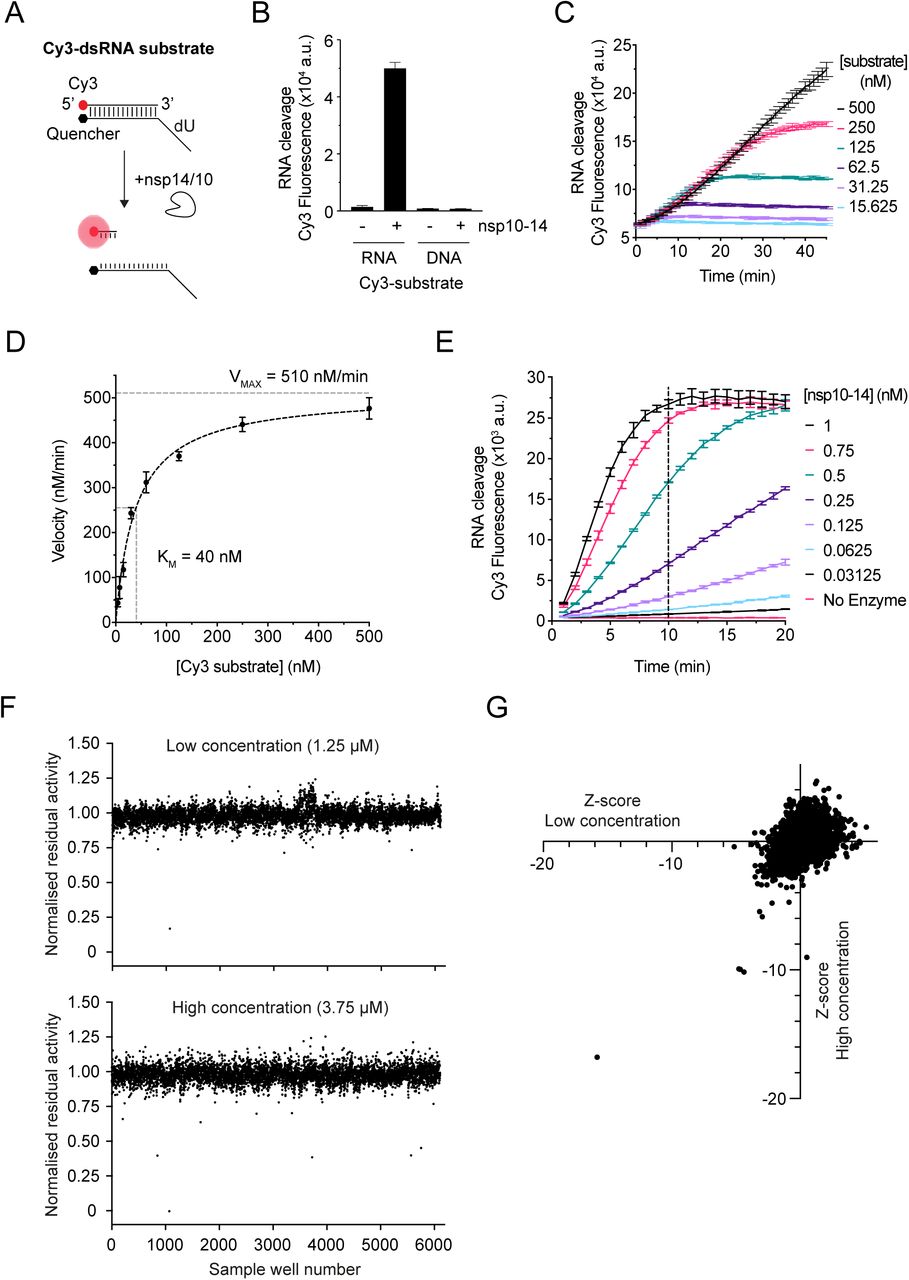 High-throughput screen to identify SARS-CoV-2 nsp14/10 exoribonuclease inhibitors.A. Reaction scheme for the kinetic nuclease assay performed with the Cy3-dsRNA substrate. Cleavage of the dsRNA substrate by nsp14/nsp10 nuclease can be detected by the appearance of Cy3 fluorescence. B. Exonuclease reactions containing 5 nM nsp10-14 fusion protein and 180 nM Cy3-dsRNA substrate or 180 nM Cy3-dsDNA substrate and detected after 1 h. C. Cy3-dsRNA substrate titration (15 - 500 nM) performed in the presence of 0.5 nM nsp10-14 with fluorescence monitored over time. D. Non-linear fit to Michaelis-Menten equation of slopes from C. E. Titration of nsp10-14 with 50 nM Cy3-dsRNA substrate. F. Normalised residual activity of screen sample wells in low and high concentrations. G. Z-scores of samples plotted as low versus high concentration. In all panels, error bars represent standard deviation from the mean.