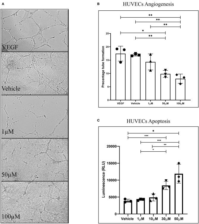 WIN 55 exposure inhibits tube formation ability in human umbilical vein endothelial cells (HUVECs). (A) Images captured shows alteration of tube formation in concentrations as low as 1 μM and near complete reduction in high doses. (B) The percentage of tube formation analysis showed a statistical significance across the board with a dose-dependent behavior. (C) Treatment with various doses of WIN 55 leads to dose-dependent increase in caspase activity in HUVECs. Ordinary one-way ANOVA with Tukey post-hoc. *P < 0.05 **P < 0.01 ***P < 0.001.