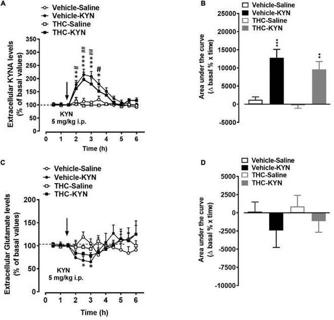 Extracellular kynurenic acid (KYNA; panel A,B) and glutamate (panel C,D) levels in the medial prefrontal cortex of adult [post-natal day (PND) 75] male rats chronically exposed to delta 9-tetrahydrocannabinol (THC) or its vehicle (cremophor and saline 1:1:18; vehicle). Ascending doses of THC or its vehicle were administered by i.p. to adolescent rats, from PD 35 to PD 45. (A,C) Data mean ± standard error of the mean (SEM) are expressed as a percentage of the averaged three baseline values prior to treatment. (B,D) Bar graphs of the areas under the curves (AUC), calculated as the percentage of changes in basal values over time. Data were analyzed by three-way (A,C) or two-way (B,D) ANOVA and subsequent Tukey’s post hoc test for multiple comparisons. (A) *p < 0.05, **p < 0.01, ***p < 0.001 Vehicle KYN vs Vehicle-Saline and THC-Saline; #p < 0.05, ##p < 0.01 THC-KYN vs Vehicle-Saline and THC-Salina; (B) ***p < 0.001 Vehicle-KYN vs Vehicle-Saline and THC-Saline; **p < 0.01 THC-KYN vs Vehicle-Saline and THC-Saline. (C) *p < 0.05 Vehicle-Saline vs Vehicle-KYN and THC-Saline; n = 5/6 male rats/group.