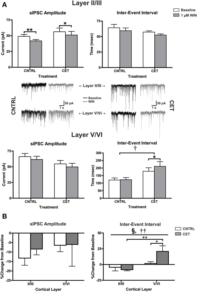 CB1-mediated inhibition of GABAergic sIPSCs onto layer V/VI PNs is enhanced following CET. (A) The effect of WIN on spontaneous GABAA IPSCs recorded from layer II/III and layer V/VI PNs in control and CET cultures (N = 7–12). White bars represent baseline measures and gray bars represent IPSCs recorded following a 10 min application of WIN (1 μM). Traces in the middle of (A) are representative examples from each of the four groups. The group of traces to the right is from control cultures, and traces to the left are from CET cultures. The top row of traces is from layer II/III PNs, and the bottom row is from layer V/VI. Black traces represent baseline recordings, and the adjacent gray traces are from the same neuron after a 10 min WIN application. All data shown are mean ± s.e.m. Symbols: †, main effect of EtOH treatment; *, significant pair-wise comparison. (B) the percent change of sIPSCs from layer II/III and layer V/VI neurons in control and CET cultures. All data shown are mean ± s.e.m. Symbols: §, interaction; †, main effect of cortical layer; *, significant post-hoc comparisons. For all symbols conferring statistical significance: single symbol p < 0.05, double symbol p < 0.01.