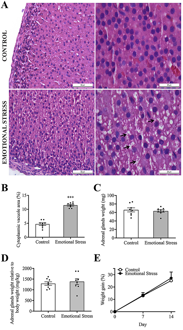 Effect of emotional stress on adrenal glands and body weight gain. A, Photomicrographs of hematoxylin and eosin staining showing the zona fasciculata of the adrenal gland cortex (magnification of 400× and 1000×, scale bars 50 and 20 μm) of rats subjected to emotional stress and animals not submitted to emotional stress (control), showing cytoplasmic vacuoles (arrow) mainly in the emotional stress group. B, Cytoplasmic vacuole area in the zona fasciculata of the adrenal gland cortex. C, Gross weight of the adrenal glands. D, Adrenal gland weight relative to body weight. E, Body weight gain. Data are reported as means±SE. ***P<0.001; unpaired t-test and (D) two-way ANOVA, Tukey post-test.
