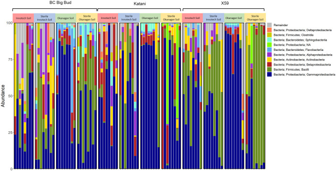 Taxonomic bar plot of cannabis seedling endosphere bacterial phyla. Amplicon sequencing was used to determine relative abundance of phylum level ASVs (amplicon sequence variants) from 7-day old cannabis seedling endospheres. Seedlings are from three different cannabis genotypes and four soil conditions.