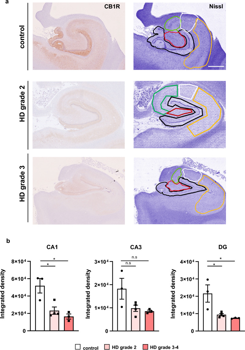 Reduced CB1R protein levels in the hippocampus of human HD patients. a Representative immunohistochemical images of CB1R and Nissl staining in postmortem hippocampal sections from control individuals and HD patients at early (Vonsattel grade 2) and late (Vonsattel grade 3–4) disease stages. Nissl staining highlights hippocampal subregions used for CB1R signal quantification: dentate gyrus (black), CA4 (red), CA3 (green), CA2 (white) and CA1 (yellow). b Quantification of CB1R intensity (integrated density) within individual hippocampal subregions. Data are shown for control (n = 3), early-stage HD (n = 4), and late-stage HD (n = 3) samples. For each subject, three hippocampal sections were analyzed, and the mean signal intensity was calculated. Data are presented as mean ± SEM. *P < 0.05, **P < 0.01, vs. control, one-way ANOVA followed by Tukey's post-hoc test. Scale bar, 2 mm