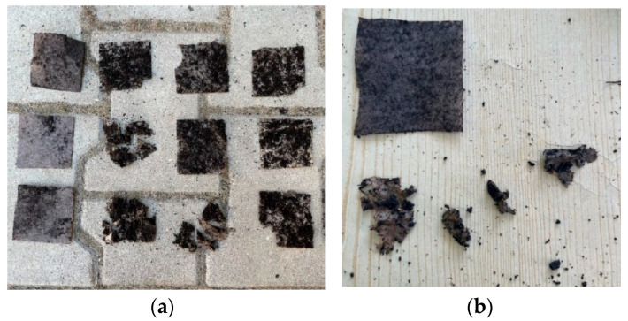 Biodegradation of biocomposite samples. (a) Sequentially in rows from top: controlled conditions (soil); controlled conditions (compost); field conditions (soil) at 2 days. In columns from left: agrotextile No. 19, biocomposites No. 3, 7, 12. (b) Samples of biocomposites in compost under field conditions after 6 days (only commercial agrotextile sample (No. 19) is not degraded).