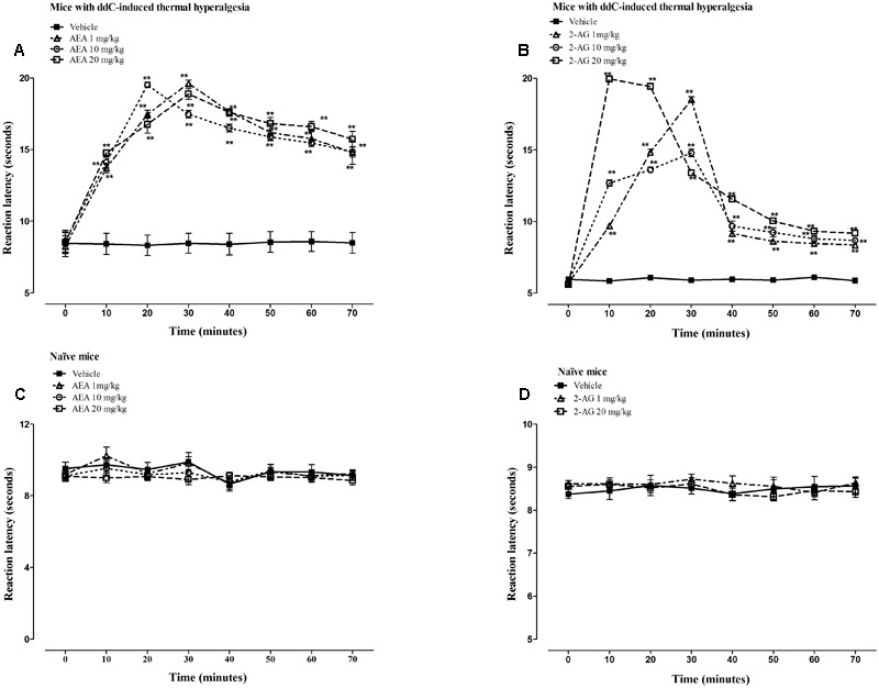 Antihyperalgesic effects of AEA and 2-AG in female BALB/c mice with ddC-induced thermal hyperalgesia. Reaction latency times at day 6 post-injection of ddC at different times after treatment with (A) AEA (1, 10, and 20 mg/kg) or its vehicle, and (B) 2-AG (1, 10, and 20 mg/kg) or its vehicle in a hot-plate test. Reaction latency times of naïve mice at different times after treatment with (C) AEA (1, 10, and 20 mg/kg) or its vehicle, and (D) 2-AG (1 and 20 mg/kg) or its vehicle in a hot-plate test. Each bar represents the mean ± SEM of values obtained from 8 to 9 animals. ∗∗p < 0.01 compared to drug vehicle at the same time point after treatment (two-way repeated measures ANOVA followed by Bonferroni’s Multiple Comparison Test).